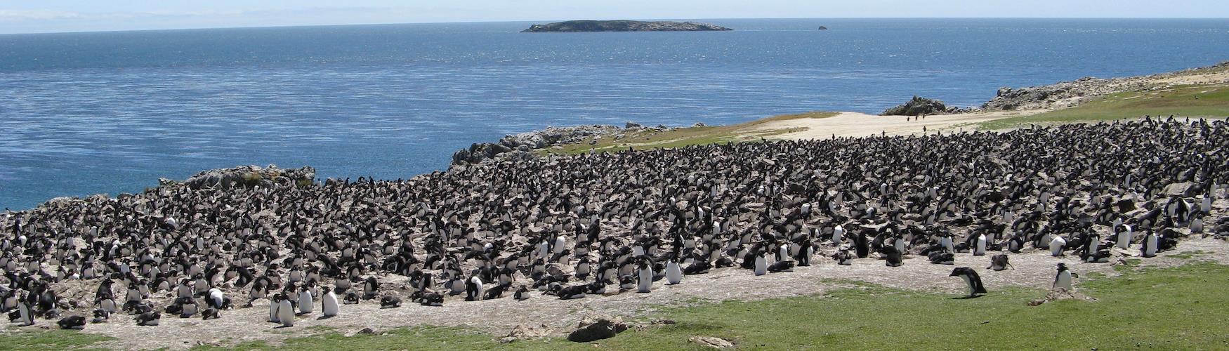 Discover East Falkland, Guide to the East Falkland Islands