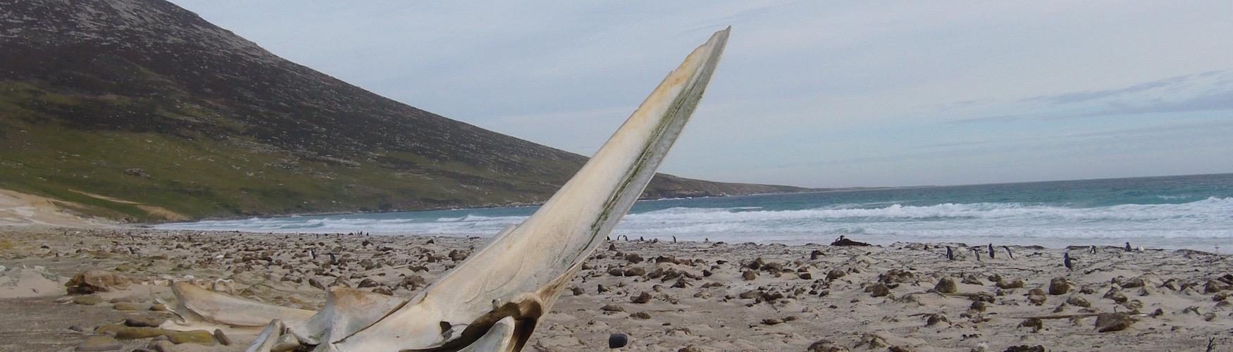 Explore Saunders Island, Falklands