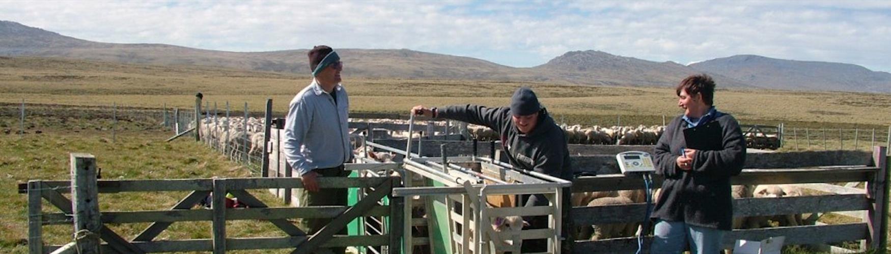 Life on the Falkland Islands