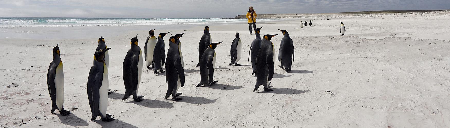 Falkland Islands Things To Do Tours And Sightseeing